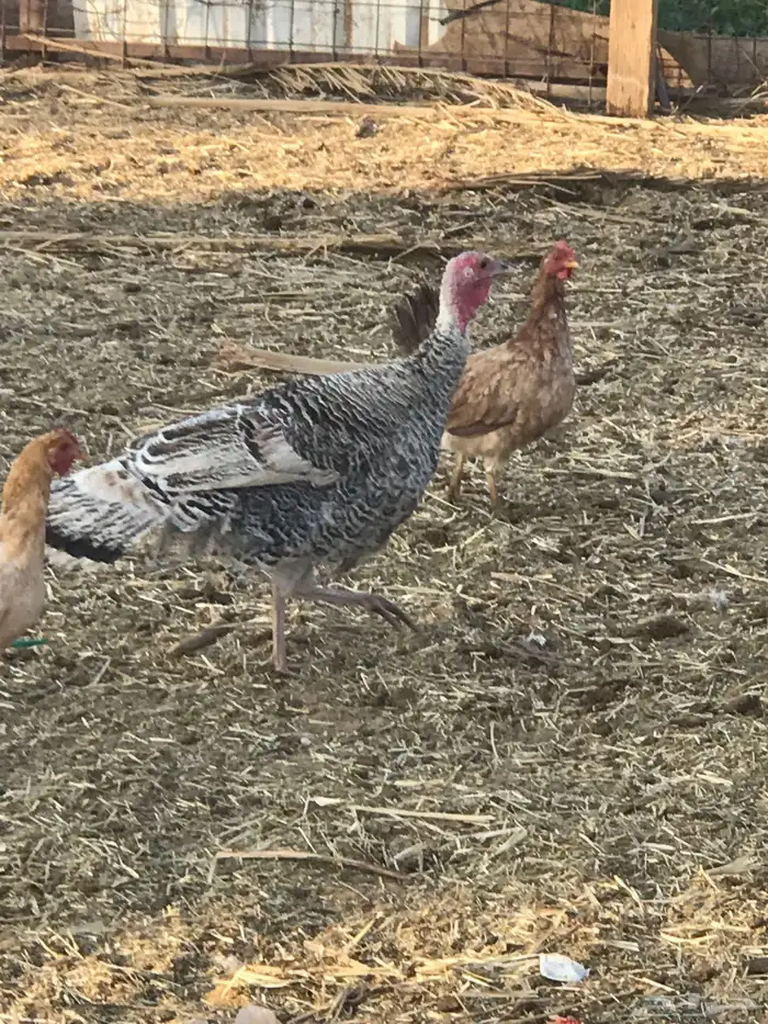 دجاج رومي لبيع على اسوم و دجاج فيومي للبيع على اسوم 5