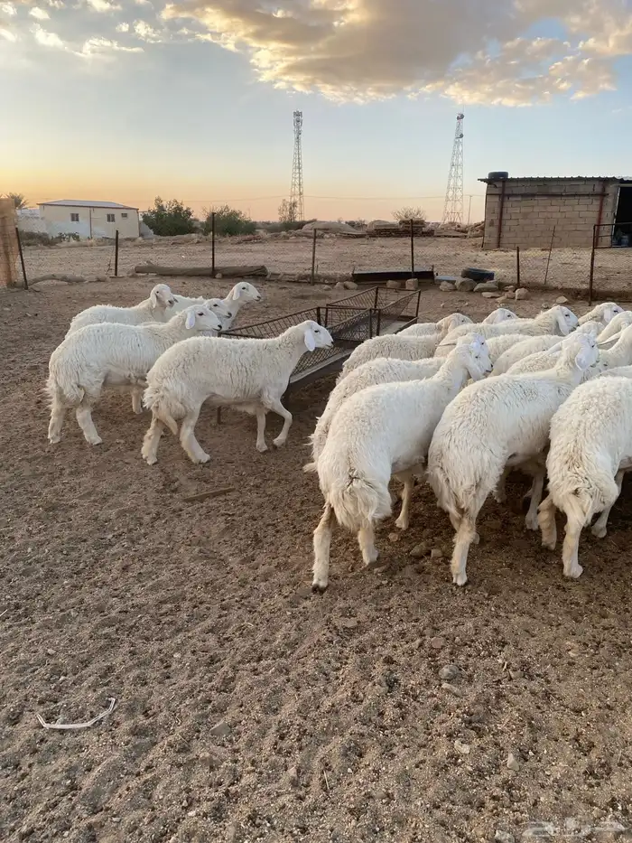 ( رخال جذعات دفيع مشروطة ) 15