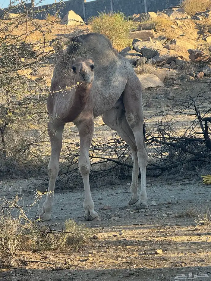 حاشى للبيع 4