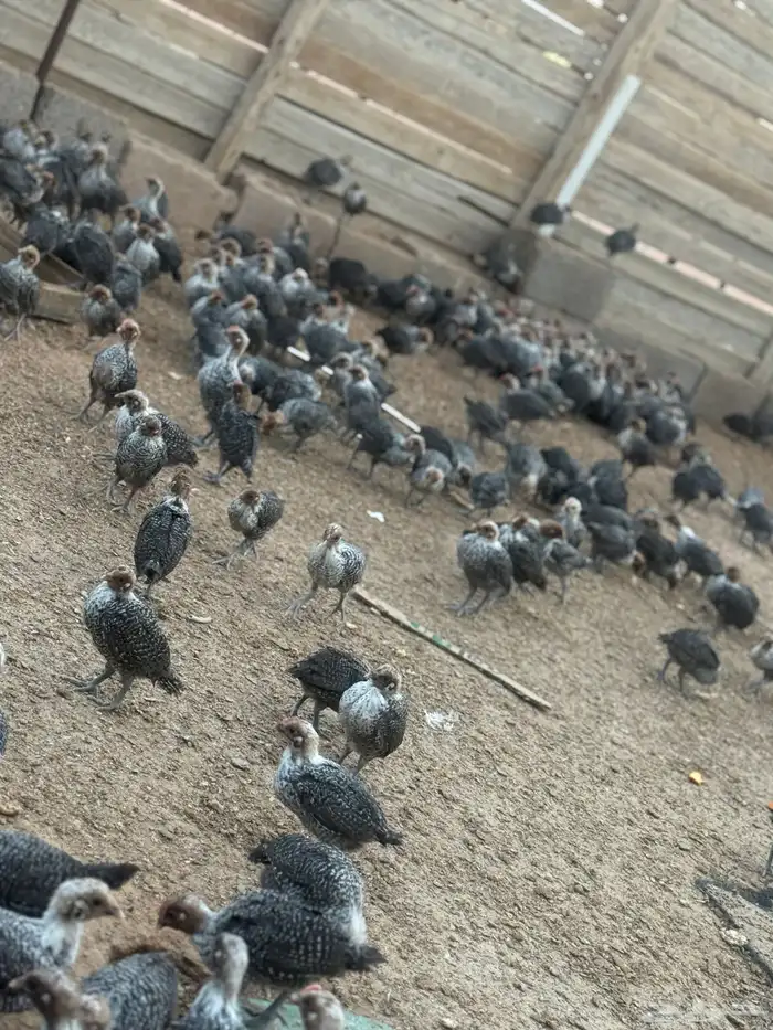 صوص فيومي دجاج فيومي 3