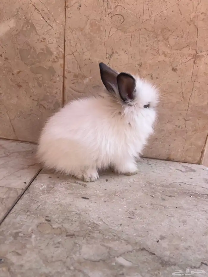 ارنب ذو فرو كثيف للبيع 1