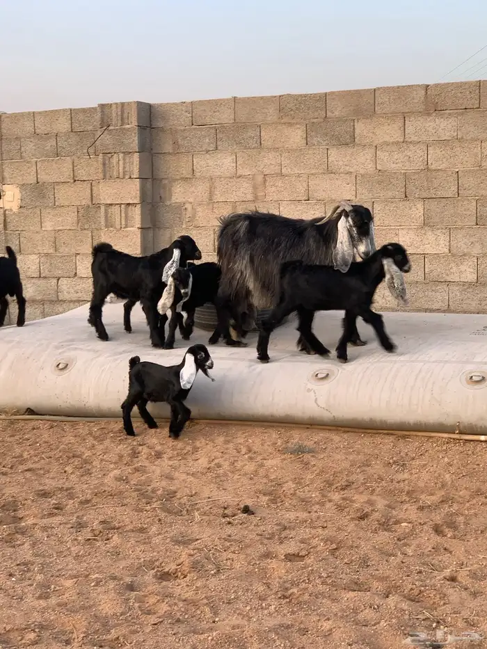 معزاء ولد عدد 10 معها 17 4