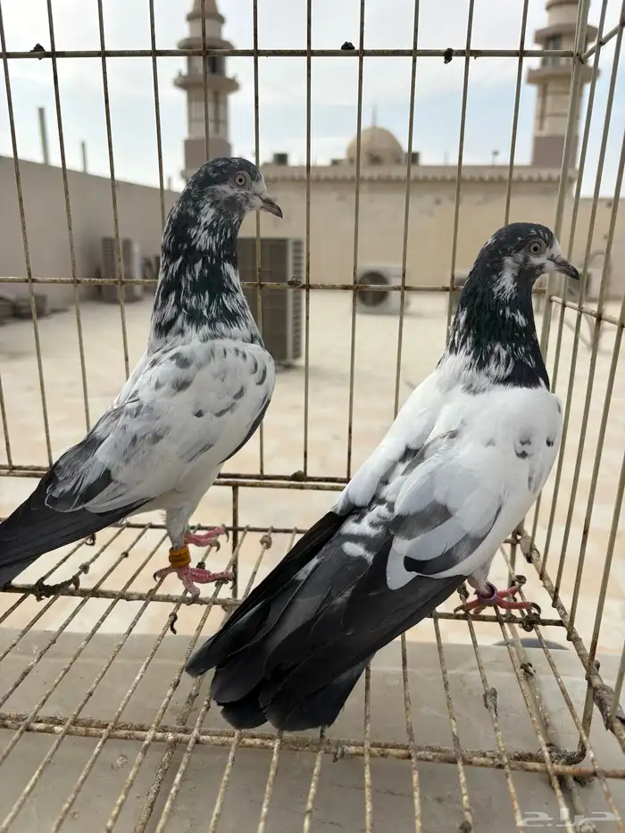 جوز سالكوتي علي ولا 0