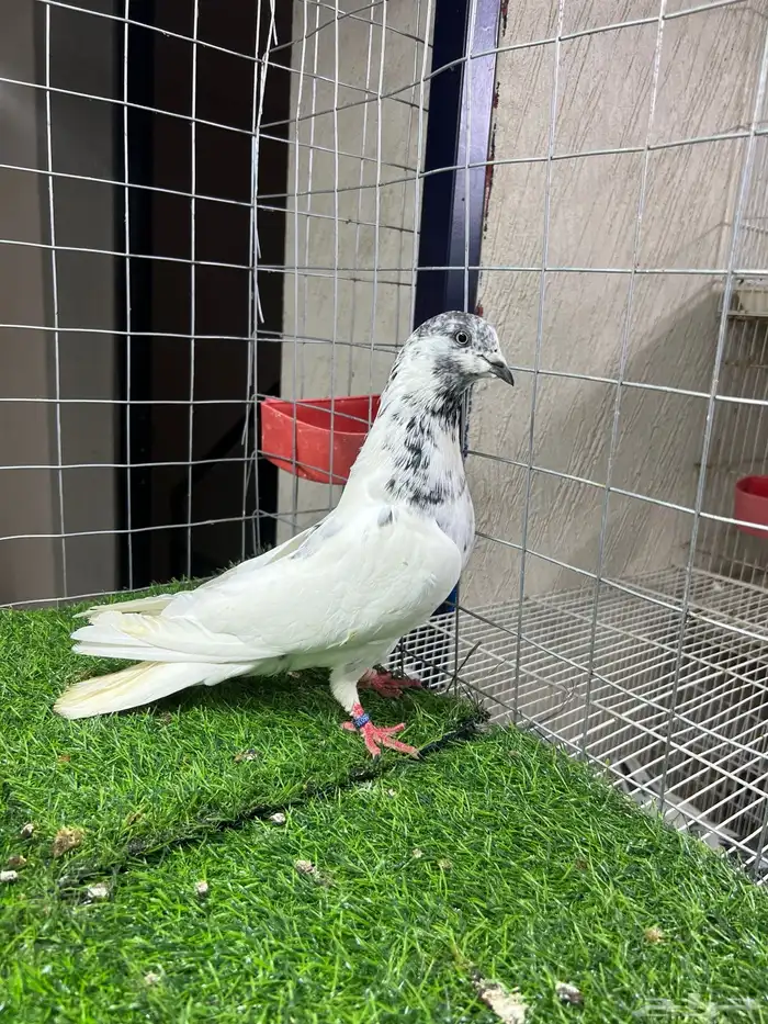 حمام باكستاني بتيرا وكمنقر 4