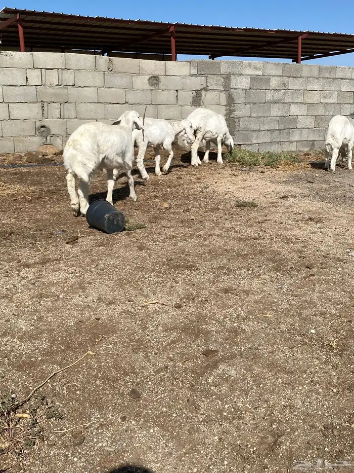 للبيع بهم العدد 14 نضيفه وسليمه 9 طليان و 4 رخال سمينه وشحم 1