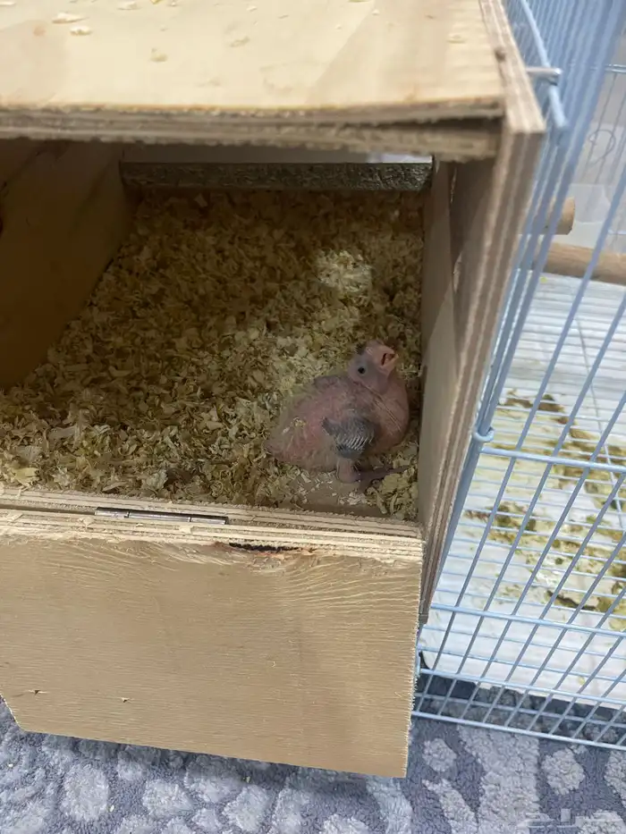 السلام عليكم 6