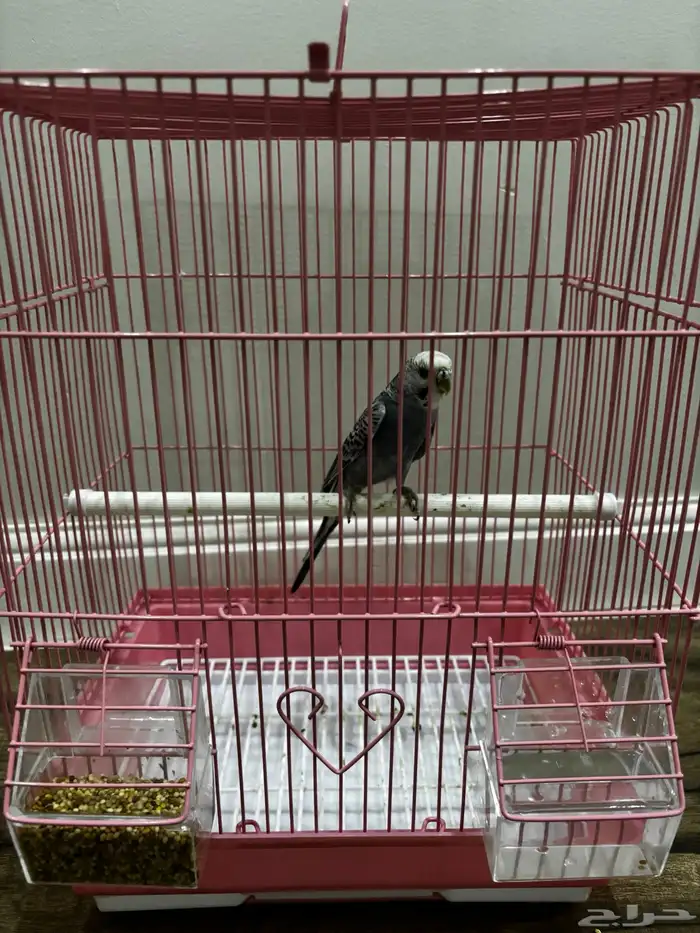 للبيع عصفور بادجي 1