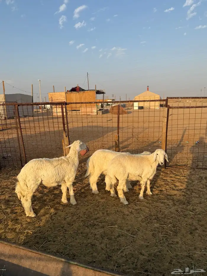 خروفين ورخل طيبات ونظاف 0