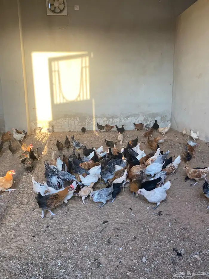 صوص بلدي العمر شهرين معها كم حبه تركي 5