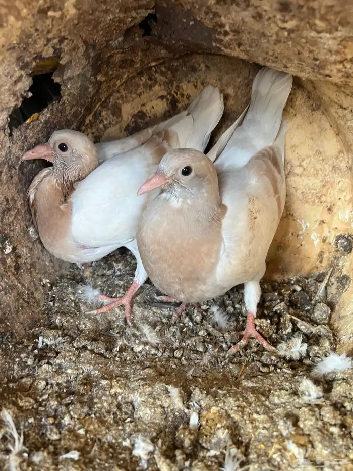 زغاليل حمام 7