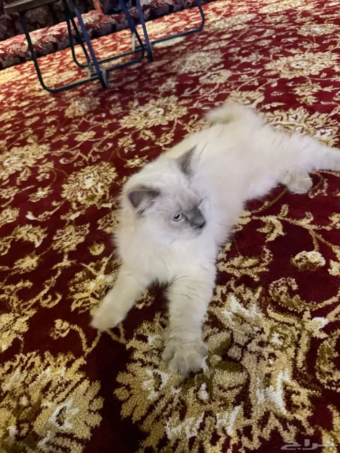 قط شيرازي اليف جدا 1