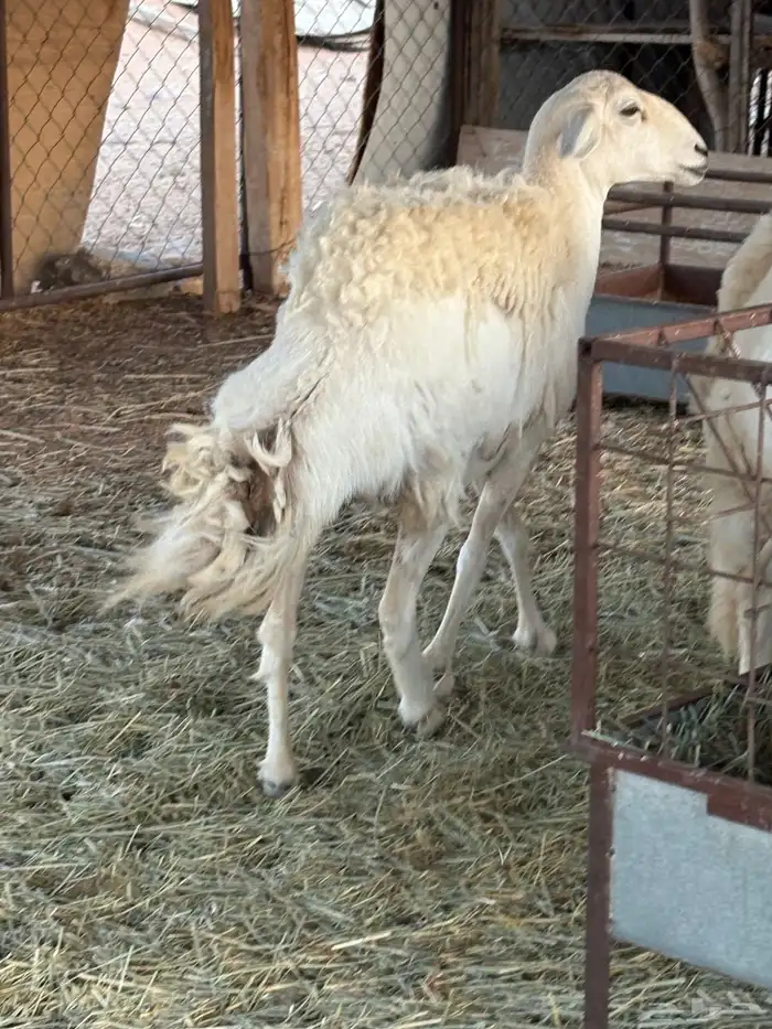 شاه حريه ثنيه دافع شهرين ونص فحص سونار شرط ديد سليم 0