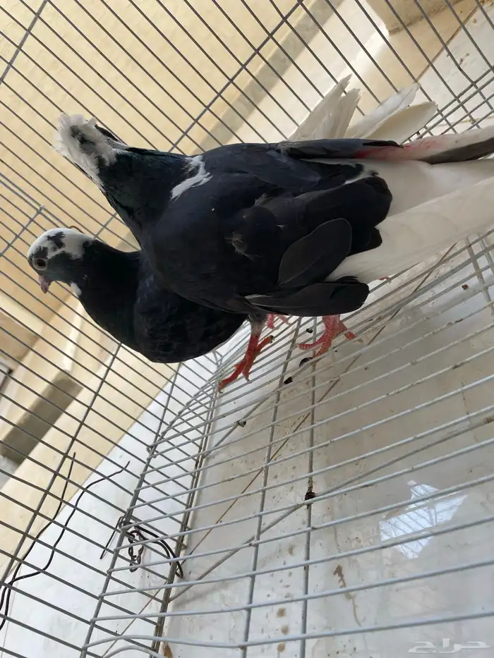 قلابي قطيفي شرط قلب شرط صحه 1