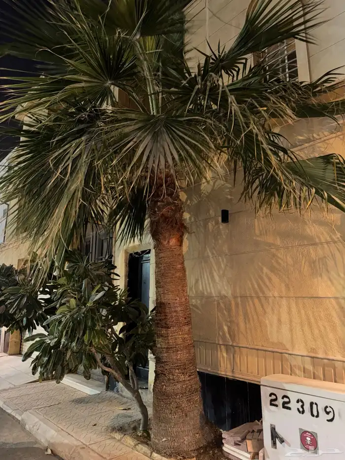 نخل واشنطني نخلات 6 6