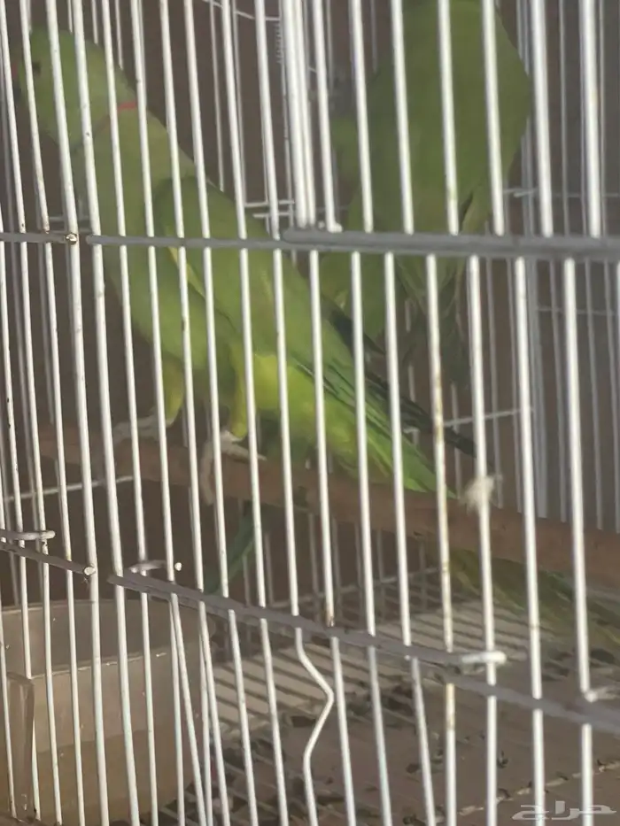 زوج درة منتج 1