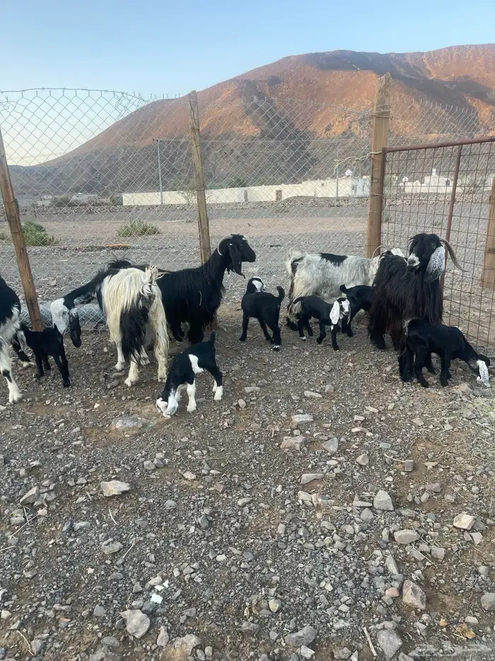 ( تم. البيع )معزاء متاويم للبيع 5