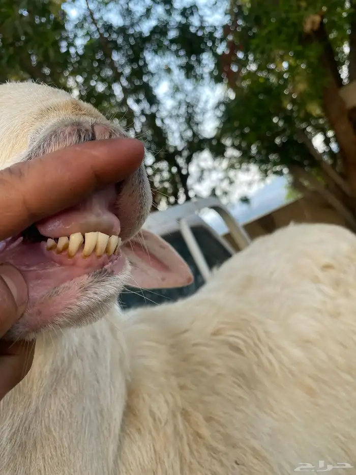 للبيع خروف فحل او ذبيحه 3