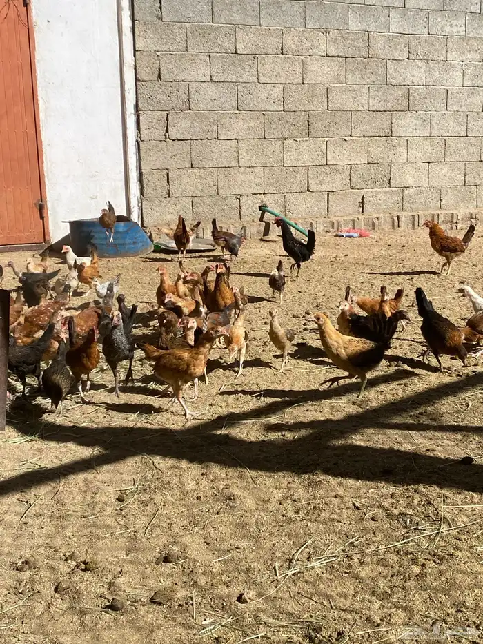 البيع دجاج شرط من المرض العدد تقريبان 100 دجاج 1