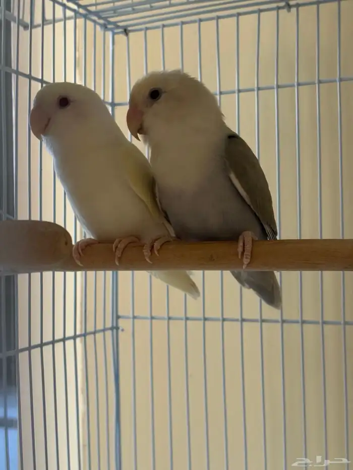 طيور روز زوج منتج 0