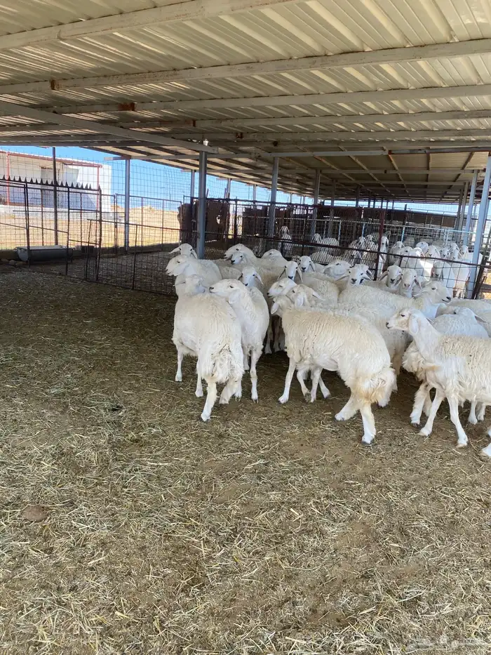 ( رخال جذعات دفيع مشروطة ) 9