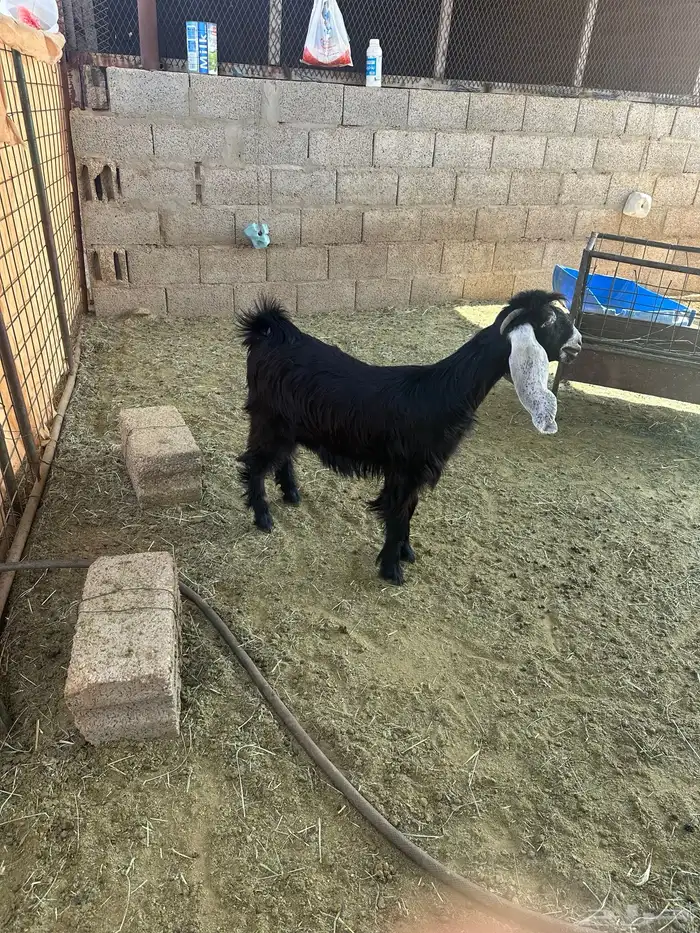 عناق عارضي 1