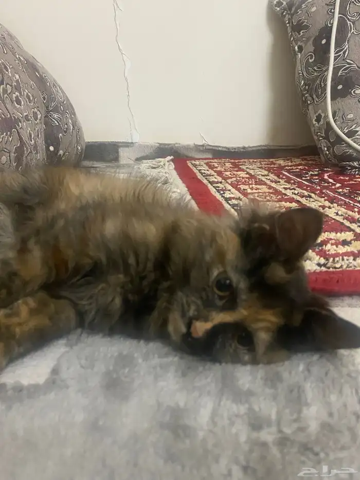 قطط لي التبني 0