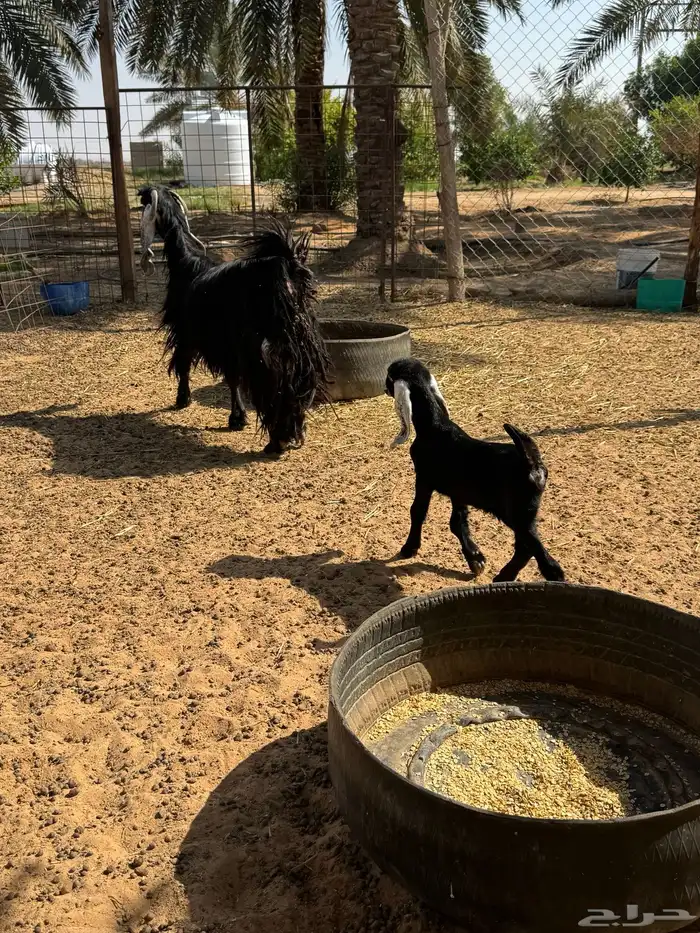 عنز عارضية 3