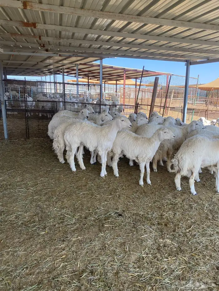 ( رخال جذعات دفيع مشروطة ) 11