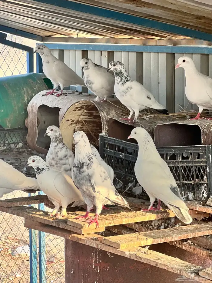 حمام مشكل 10