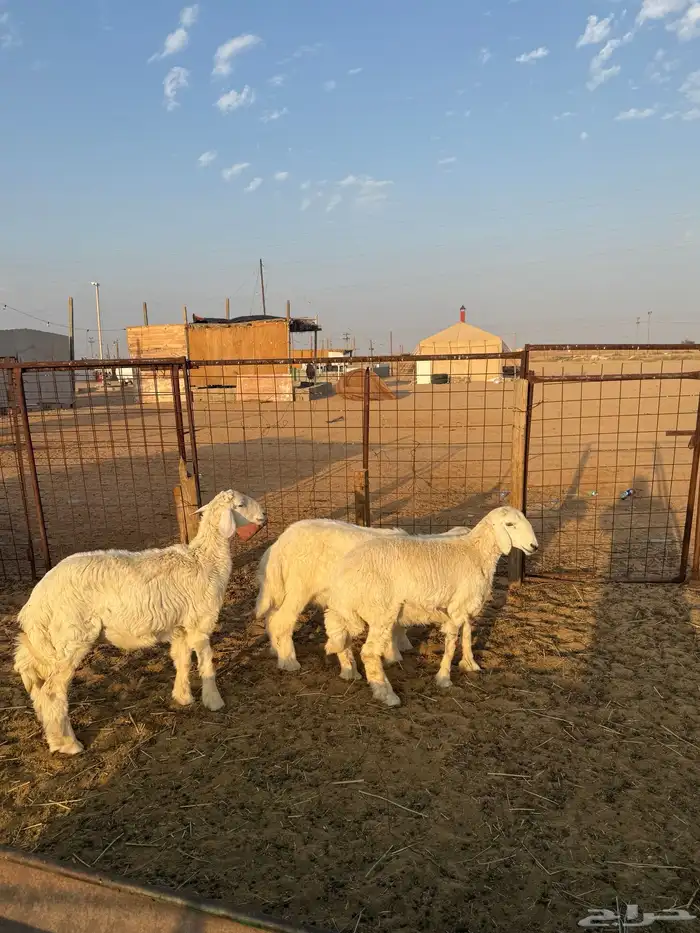 خروفين ورخل طيبات ونظاف 1