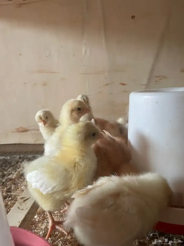 فروخ دجاج بلدي وفيومي 1