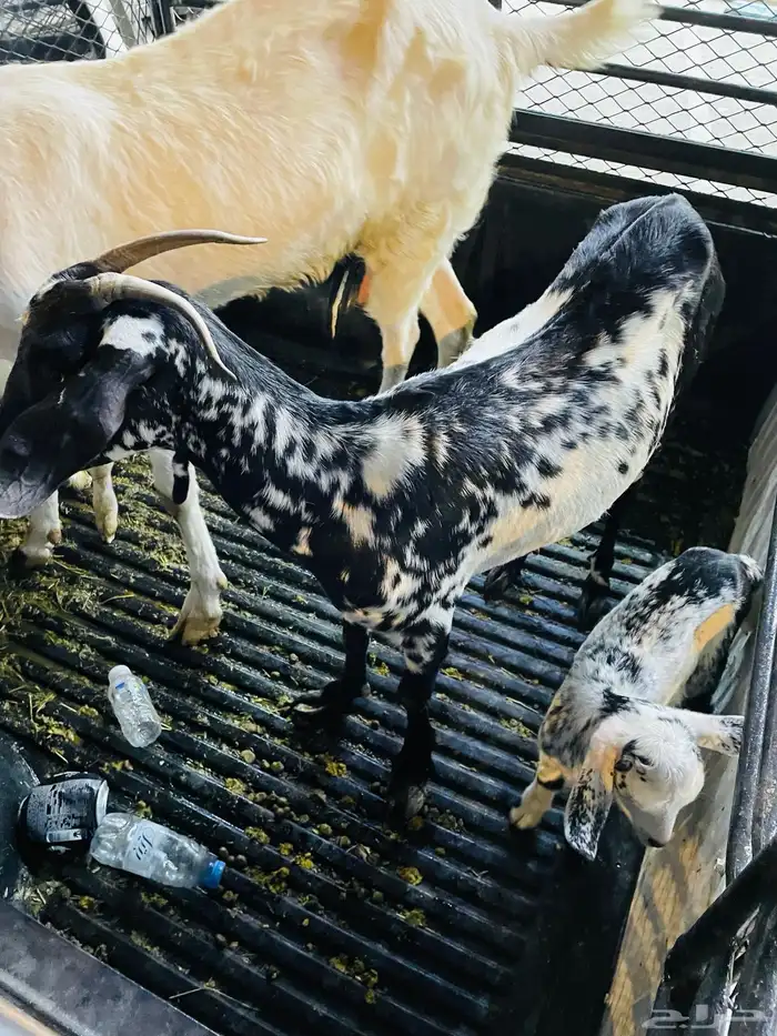 عنز تحتها عناق 0