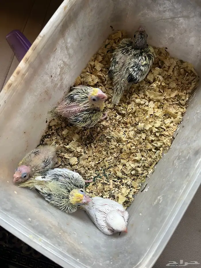 فروخ جروان وروز 2