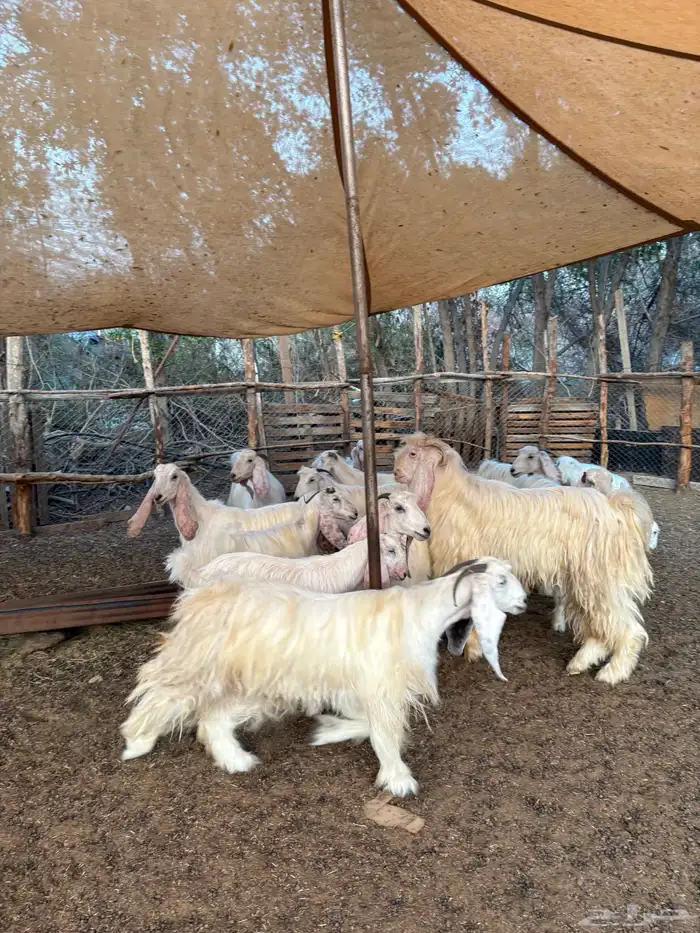 معزا عوارض بيض صنف 3