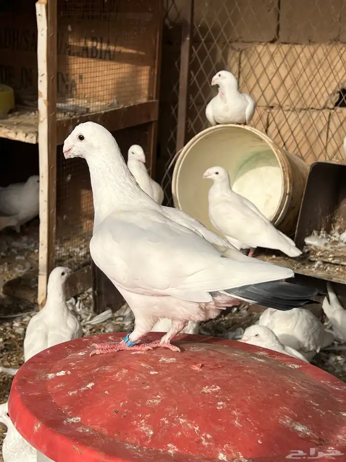 حمام هومر ومهمر مع الانتاج ينتج الوان وشكل مرتب 2