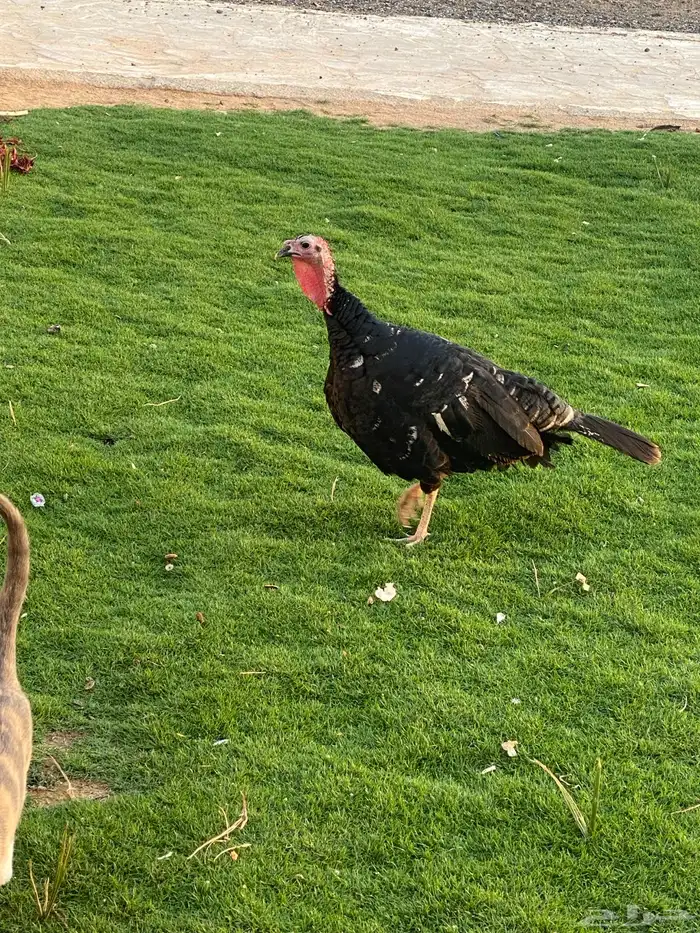 دجاج رومي صنف بياض 0