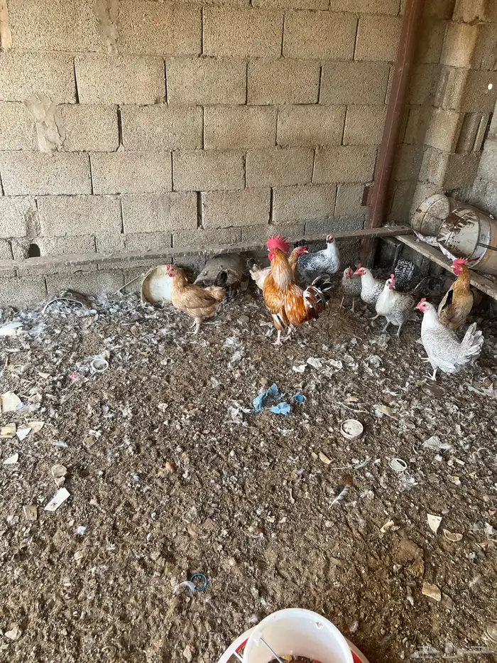 بيع ديكين وثلاث دجاج 4