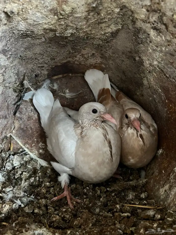 زغاليل حمام 10