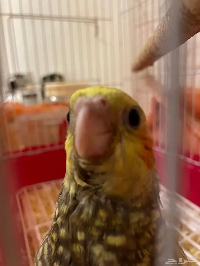 فرخ كروان البف للبيع 3