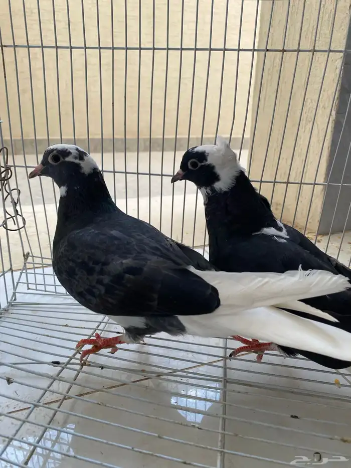 قلابي قطيفي شرط قلب شرط صحه 0