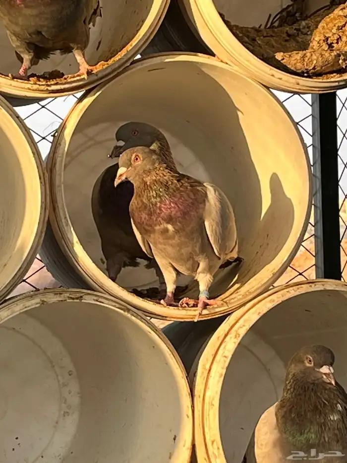 حمام توه متوالف وجوزين مبيضات والباقي يعشش 2