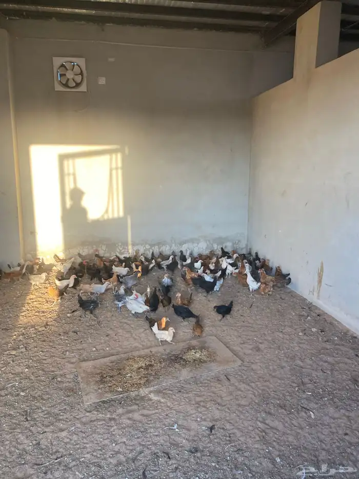 صوص بلدي العمر شهرين معها كم حبه تركي 10