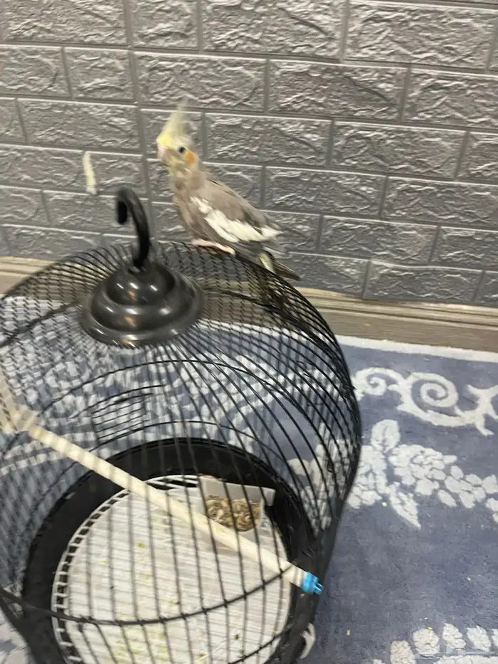 السلام عليكم 1