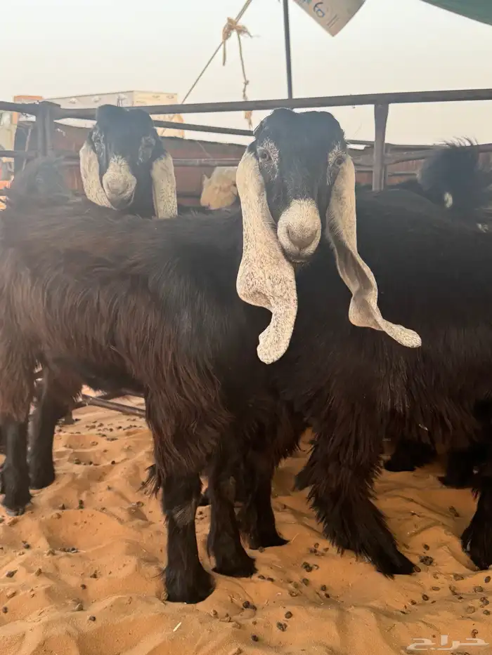 جفرات عوارض ثلاث للبيع منوة القناي 5