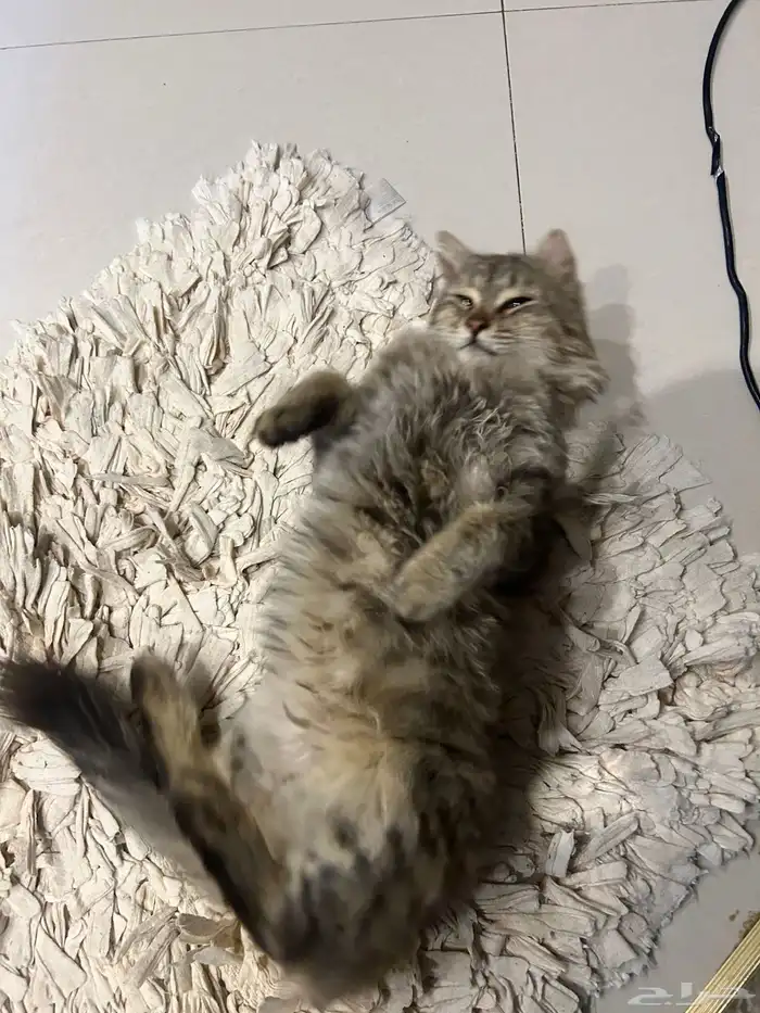 قط ذكر للتبني 1