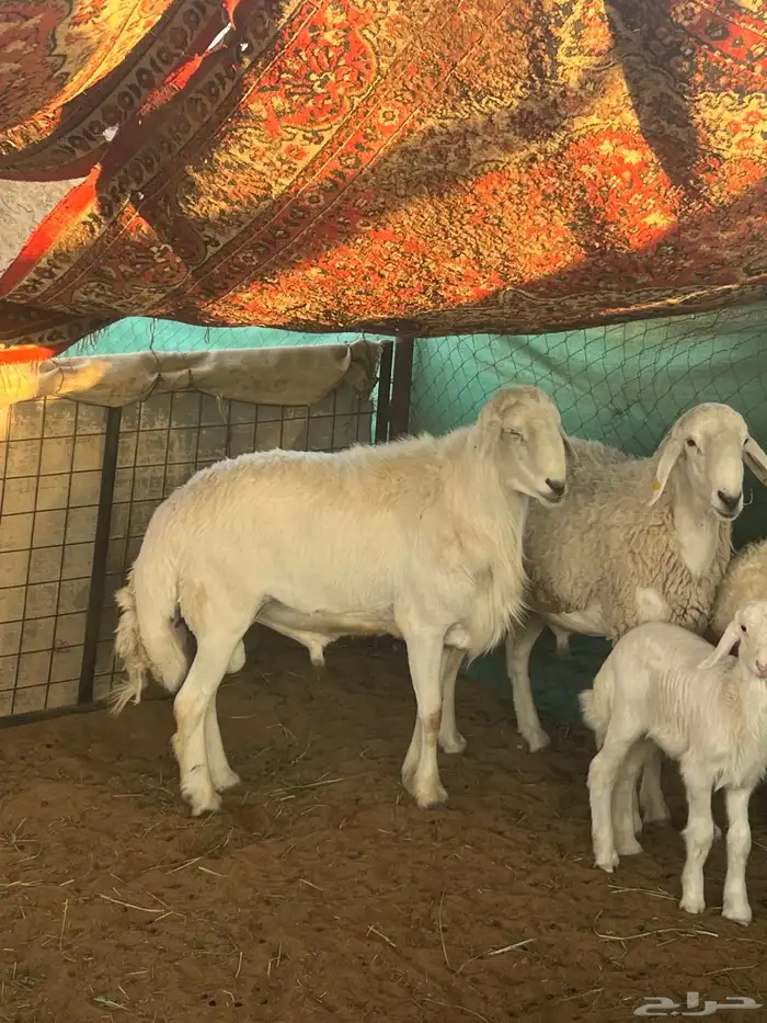 فحلين حريه طيبه جدا 3