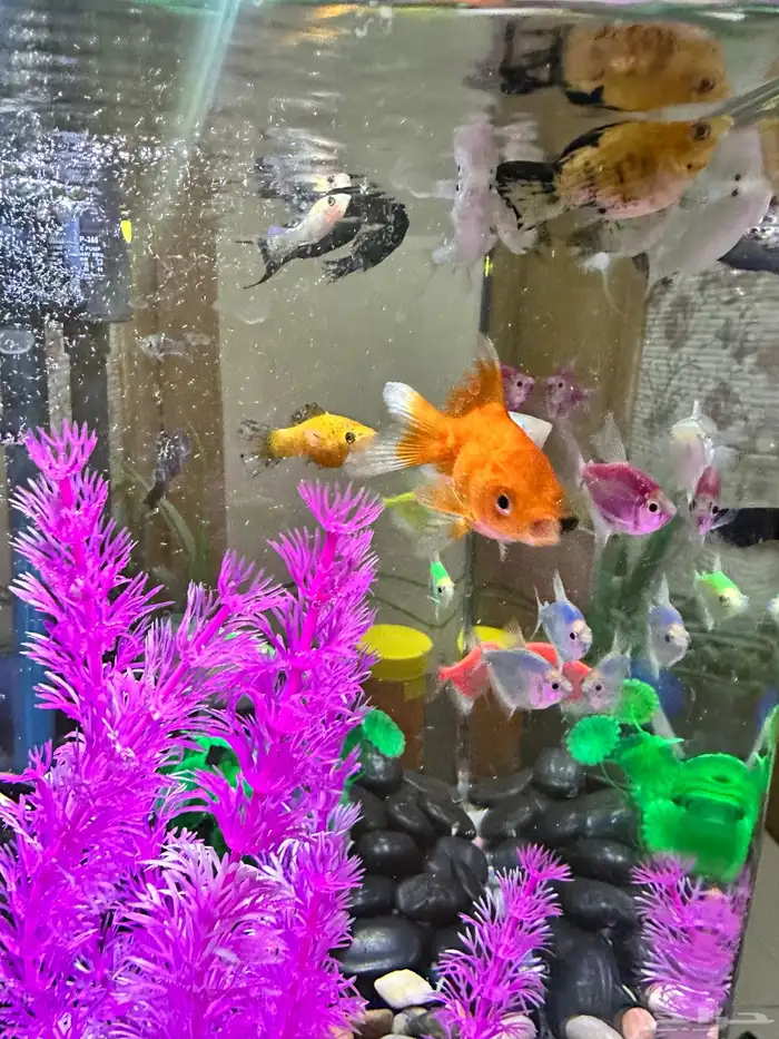 حوض سمك زينة للبيع كامل مع السمك استخدام شهر 0