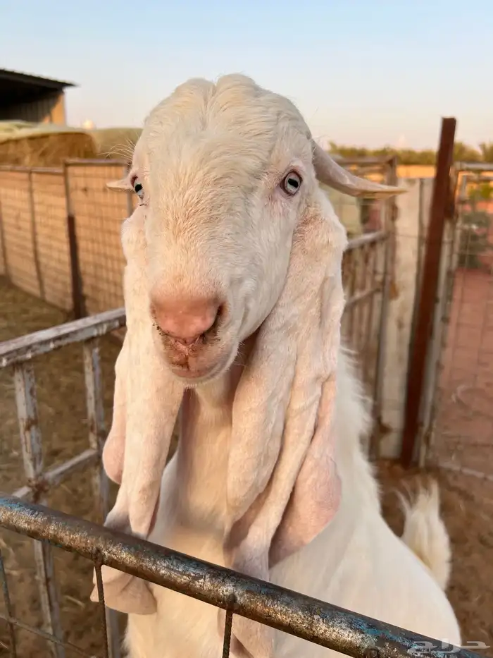 تيس ابيض ابرص 5