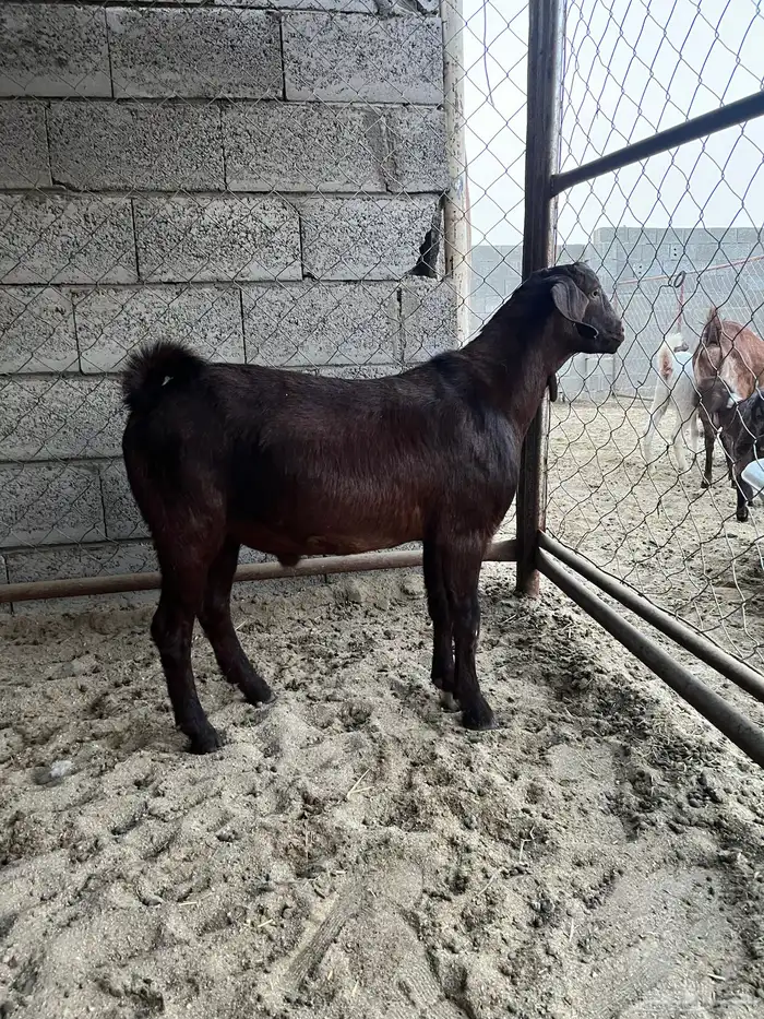 تيس كفو جذع 1