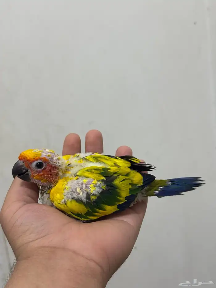 فرخ صن كنيور غر صبغة قوية انتاج محلي 1